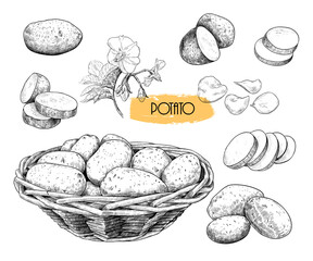 .Potato sketches collection. Potatoes in a wicker basket, separate tubers, slices, potato chips and potato flower. Hand-drawn vector .illustration in vintage style.Isolated design elements.