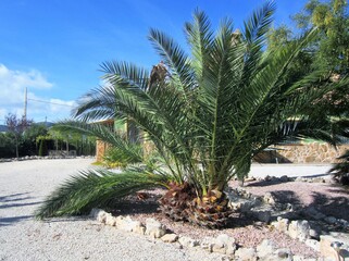 palmera infectada por la picudo rojo    