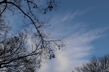 雲と空と木々