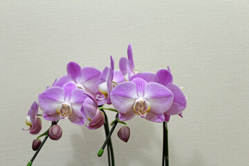 ピンクの胡蝶蘭