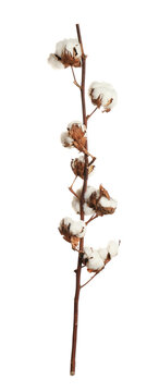 Dry cotton branch with fluffy flowers on white background
