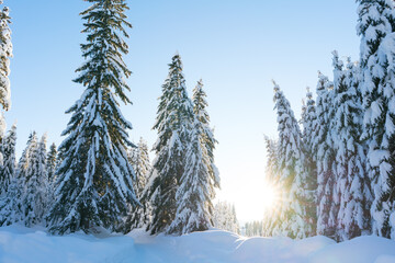 Spruce coniferous forest covered with snow in winter