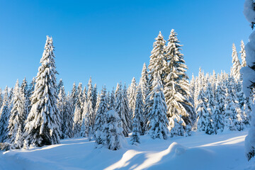 Spruce coniferous forest covered with snow in winter