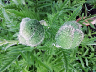 Poppy flowers on green background.  Nice background with flowers and empty space for text.