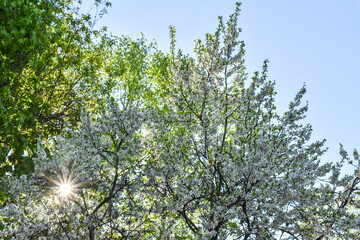 dawn in the spring flowering garden