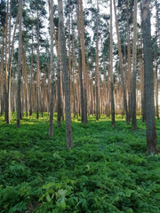 Fototapeta premium Pine forest in the morning. Autumn forest scenery pines abandoned in Ural.