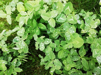 Green clover leaves background. Photo with copy space. Nature background