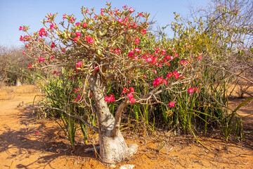Red flowers of desert Rose tree in the sunlight