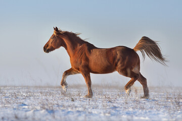 Red horse free run in snow field at sunny  winter day