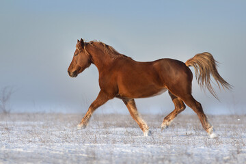 Red horse free run in snow field at sunny  winter day