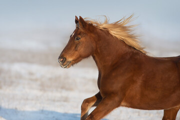 Red horse with blond mane free run in snow field