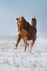 Red horse with blond mane free run in snow field