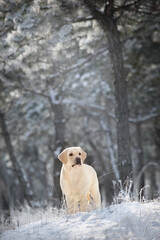 Fototapeta na wymiar Labrador retriever dog in snow forest