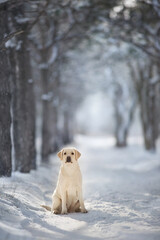 Labrador retriever dog in snow forest
