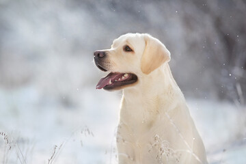 Labrador retriever dog portrait in snow forest