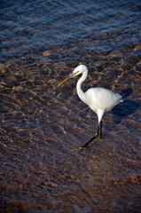 White heron in Egypt, Sharm El Sheikh