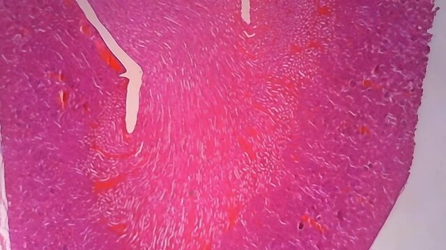 Microscope Human Kidney Longitudinal Section 1000x