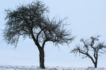 leafless apple trees on a winter morning