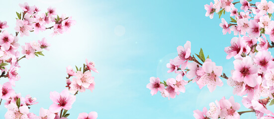 Fototapeta na wymiar Amazing spring blossom. Tree branches with beautiful flowers outdoors on sunny day, banner design