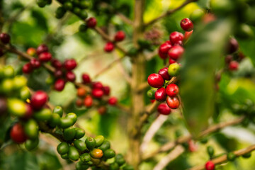 Coffee plant with ripe red cherries unpicked closeup 
