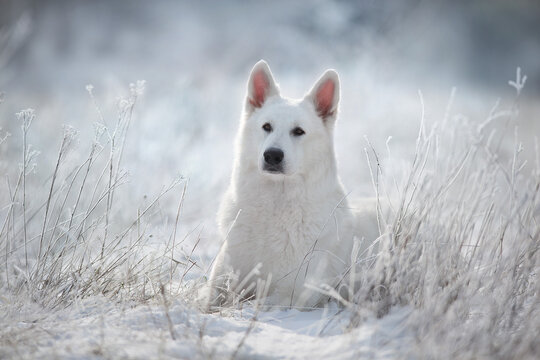 White swiss shepherd dog  in the snow outdoors