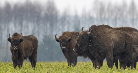 European Bison herd resting in snowy field