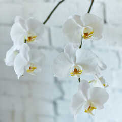 Naklejka na ściany i meble Beautiful white orchid with white brick wall in the background
