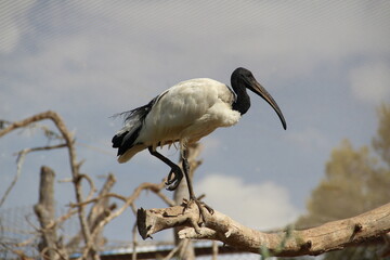 sacred ibis black-headed ibis bird perched on a branch