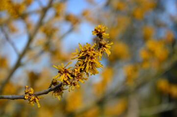 Blüte der Zaubernuss