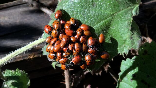4K HD video of many ladybugs resting on a large leaf and crawling around on leaf and stem. Considered useful insects, because they prey on aphids or scale bugs, which are agricultural pests.
