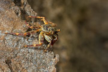 Beautiful crab (Brachyura) on the coastal rocks on the Red Sea. Egypt