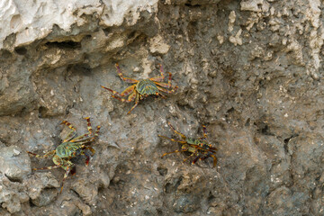 Beautiful crab (Brachyura) on the coastal rocks on the Red Sea. Egypt