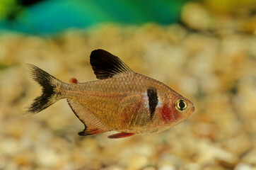 Black phantom tetra