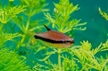 Nematobrycon palmeri