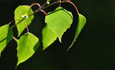 Spring birch branch with green leaves on dark background.