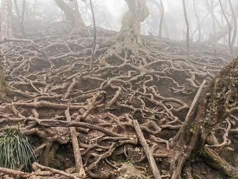 Beautiful view of  tree roots near to guna caves in Kodaikanal, Tamilnadu.