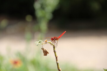 dragonfly perched on a branch, with the background out of focus.