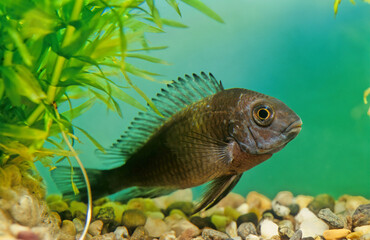 Fototapeta premium Tropheus duboisi