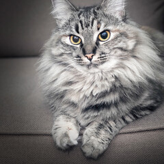 Portrait of a Norwegian forest cat on a light background.