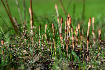 Equisétum. Equisetum. Young sprout of horsetail breaking out of the ground in spring