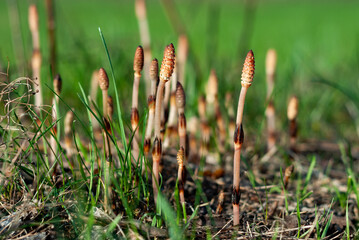 Equisétum. Equisetum. Young sprout of horsetail breaking out of the ground in spring