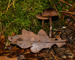 small brown mushrooms in forest undergrowth