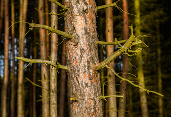 detail of pine tree trunk with old dry branches