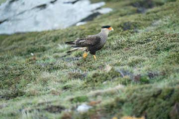 The Crested Caracara (Polyborus plancus)