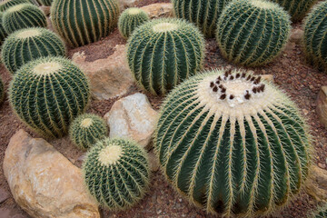 A garden of the giant cactus
