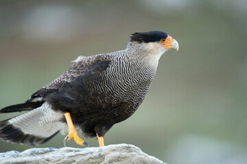 The Crested Caracara (Polyborus plancus)