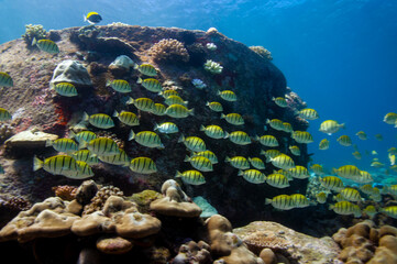 School of yellow Convict Tangs fish (Acanthurus triostegus). Seychelles