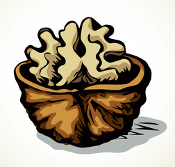 Broken walnut kernel. Vector drawing