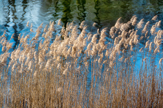 roseaux des marais, R&eacute;serve naturelle