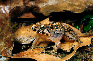 Kirtisinghe's frog (Fejervarya cf. kirtisinghei) - Sri Lanka // tropischer Frosch (Fejervarya cf. kirtisinghei) - Sri Lanka  © bennytrapp